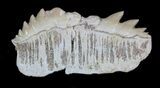 Fossil Cow Shark (Hexanchus) Tooth - Morocco #35021-1